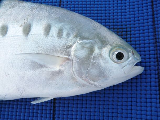 Fish Facts Dart Fishing World Australia Fish Facts Dart Fishing World Australia